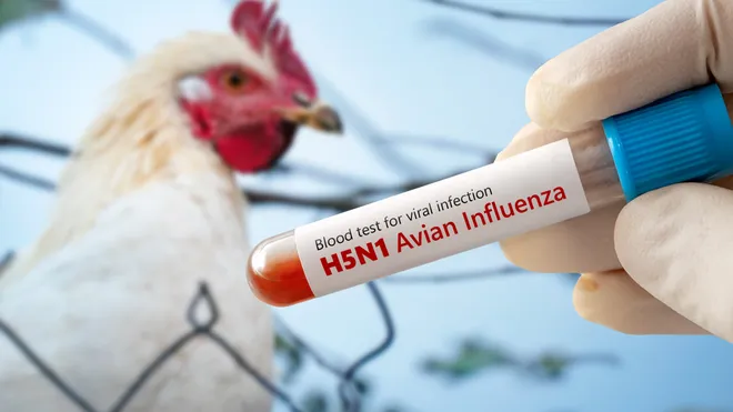 Eswatini Poultry Farmers: Prepare for Avian Influenza